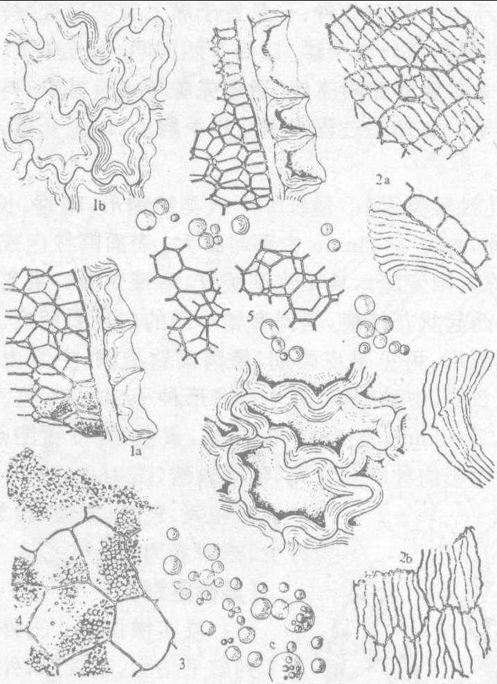 石细胞 简图图片